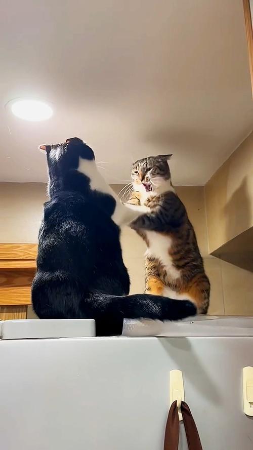 蓝猫打架因因素,从小养熟悉可减少(两只蓝猫会不会打架) 蓝猫打架因因素,从小养熟悉可减少(两只蓝猫会不会打架)