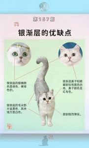 银渐层肠胃弱忌油腻，洗澡不宜勤，需防胖驱虫，胆小不宜外出（养银渐层猫需要注意什么）