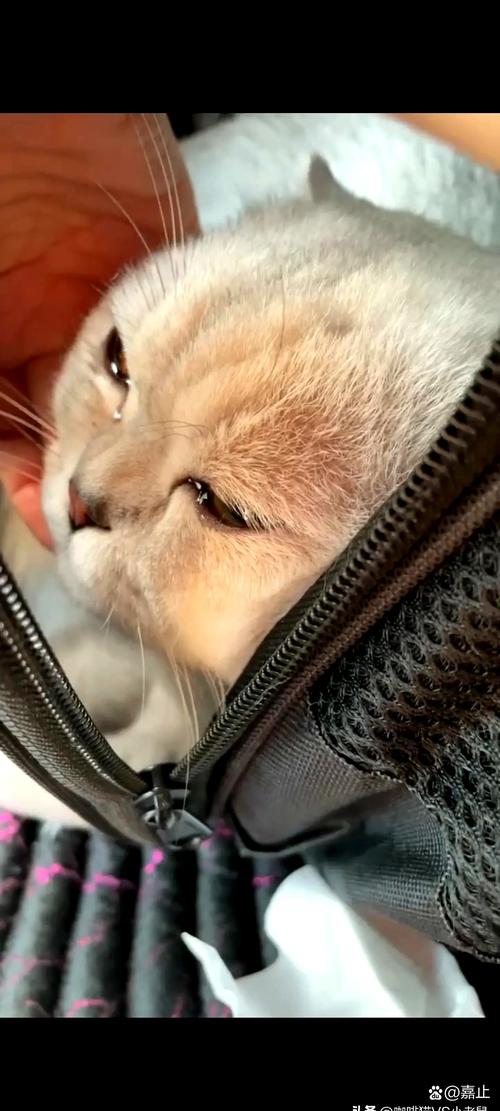 猫咪依赖主人,被弃会受创伤,请给关爱与耐心(猫知道自己被遗弃了吗) 猫咪依赖主人,被弃会受创伤,请给关爱与耐心(猫知道自己被遗弃了吗)