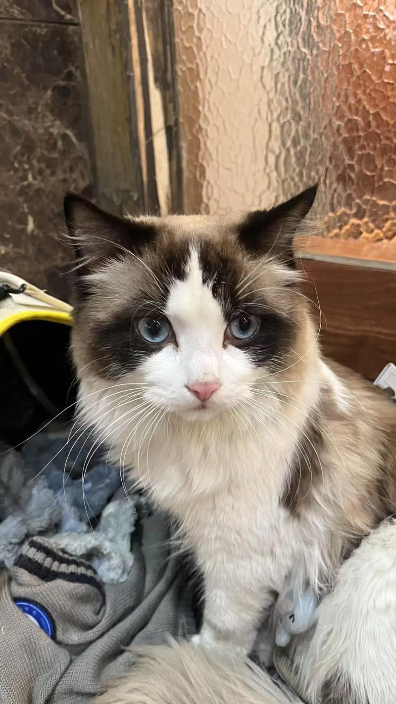布偶猫耳朵发黑怎么办?(耳朵特别黑的布偶猫是什么) 布偶猫耳朵发黑怎么办?(耳朵特别黑的布偶猫是什么)
