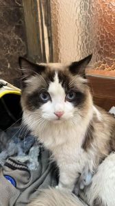 布偶猫耳朵发黑怎么办？（耳朵特别黑的布偶猫是什么）