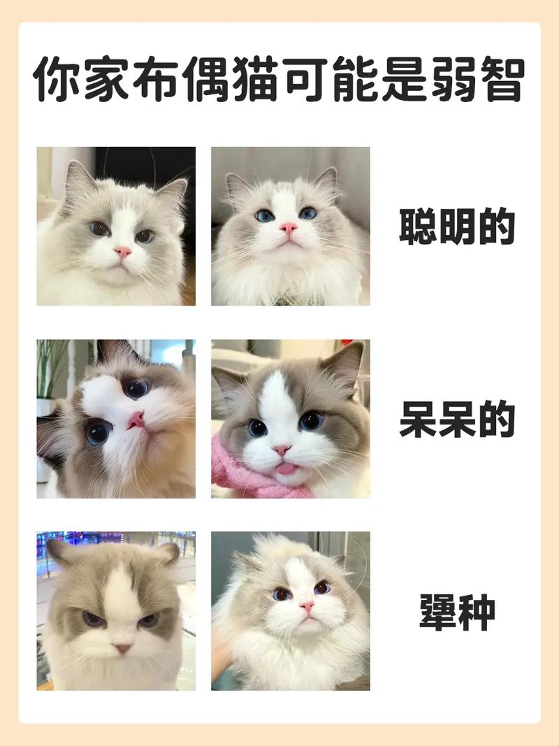 布偶猫胆小怎么办?耐心引导是关键(布偶猫胆子为什么那么小) 布偶猫胆小怎么办?耐心引导是关键(布偶猫胆子为什么那么小)