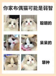 橘猫热情 布偶温顺 选哪种看喜好（橘猫和布偶猫哪个性格好）