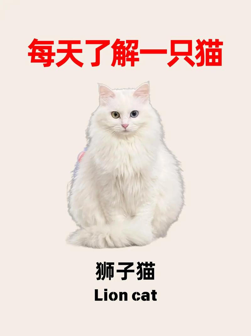 养猫没耐心?耐心引导小狮子猫!(狮子猫怎么养脾气才好) 养猫没耐心?耐心引导小狮子猫!(狮子猫怎么养脾气才好)