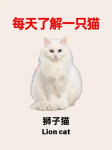 养猫没耐心？耐心引导小狮子猫！（狮子猫怎么养脾气才好）