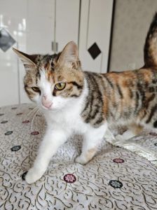 混种猫咪的活泼与温顺（狸白猫是什么品种的猫串的）