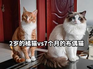 布偶狸花混血公猫，体重3-5公斤，易胖需科学喂养（布偶爸狸花妈生的橘猫公成年正常体重）