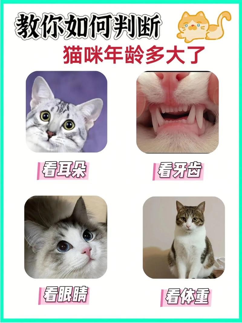 12岁后需特别呵护(猫养几年算老猫) 12岁后需特别呵护(猫养几年算老猫)
