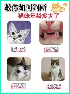 如何让老猫接纳新成员？（九岁的猫再养一只猫老猫会应激吗）