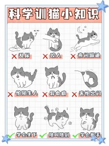 母乳换粮防胖绝育（小猫怎么养）