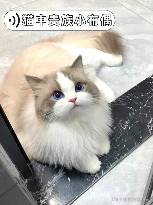 颜色性格大不同,爱猫无分别(海双猫图片) 颜色性格大不同,爱猫无分别(海双猫图片)