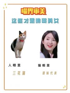 德文卷毛到布偶猫，颜值与喂养要点全知道！（猫眼中猫界颜值排行榜）