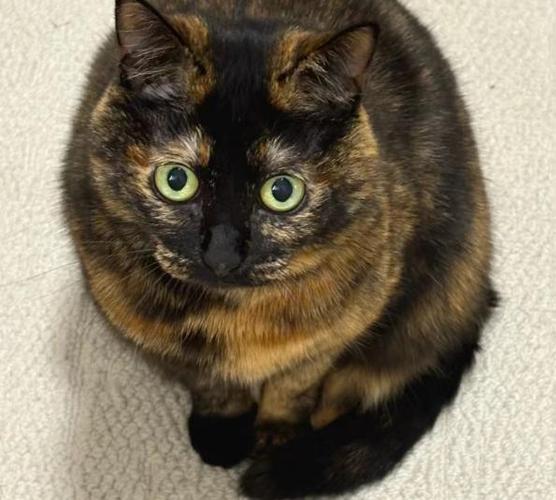 并非一生只认主(玳瑁猫一生认几个主人) 并非一生只认主(玳瑁猫一生认几个主人)