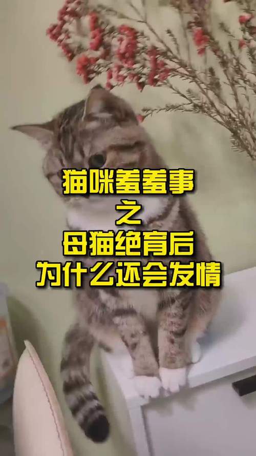 母猫初情不宜配种,待二发情再考虑,不想要可绝育(母猫第一次发情要配吗) 母猫初情不宜配种,待二发情再考虑,不想要可绝育(母猫第一次发情要配吗)