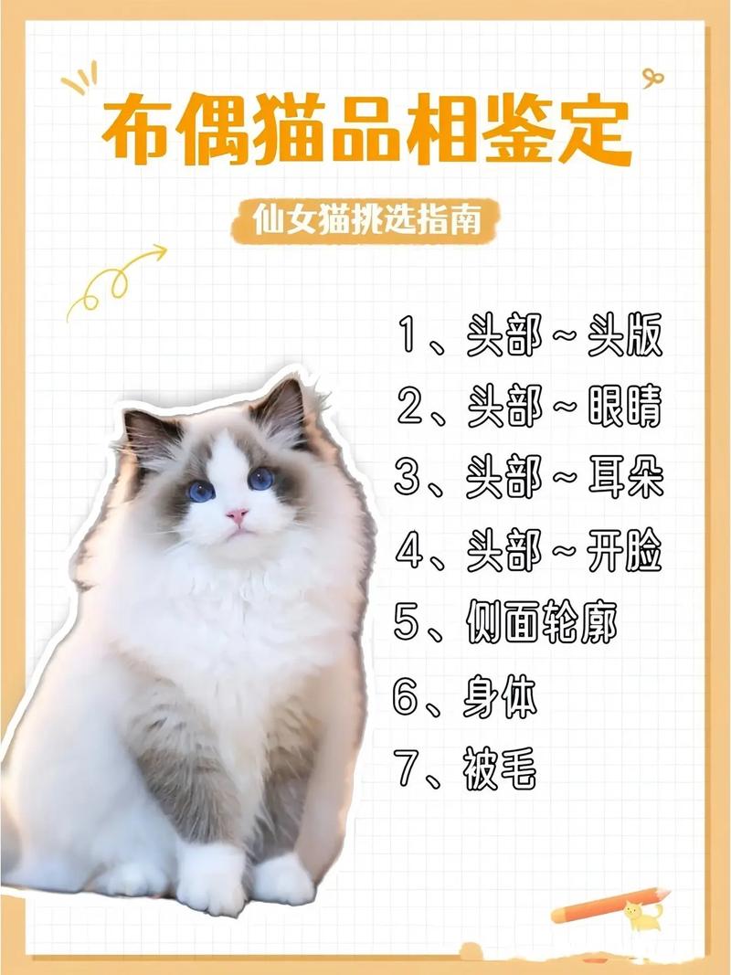 纯种布偶猫特征全解析，认准血统证书！（怎么看布偶猫纯不纯）