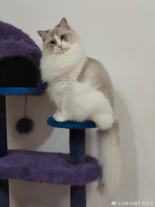 海双山猫纹布偶猫，独特花纹引人注目（海双山猫纹布偶图片）