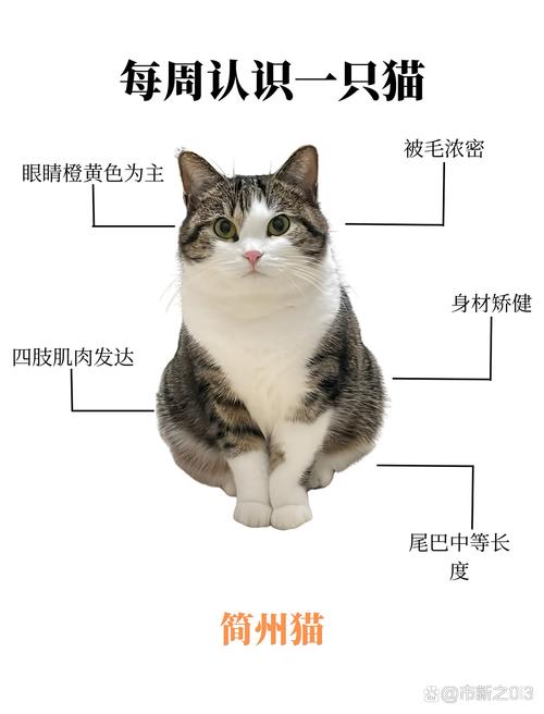 简州猫与狸花猫如何区分?(简州猫和狸花猫的区别图片) 简州猫与狸花猫如何区分?(简州猫和狸花猫的区别图片)