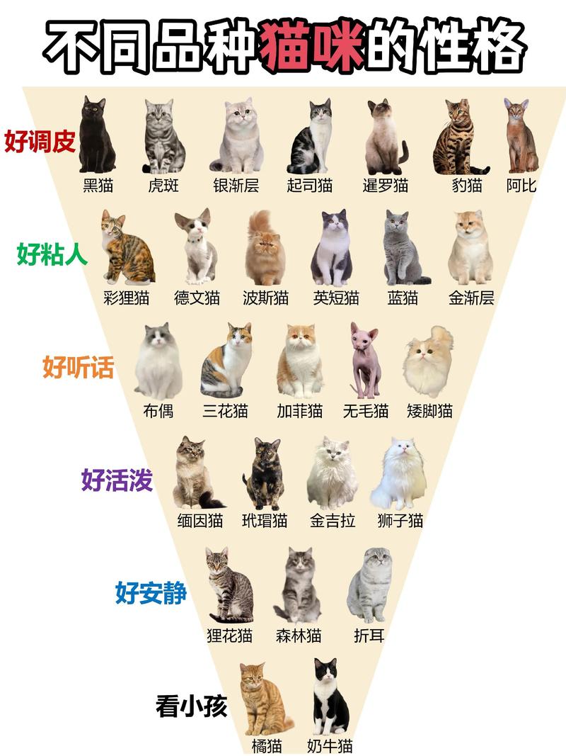 看法猫是啥品种？外貌体型是关键（怎么看猫是什么品种）