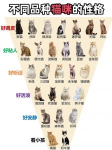 看法猫是啥品种？外貌体型是关键（怎么看猫是什么品种）