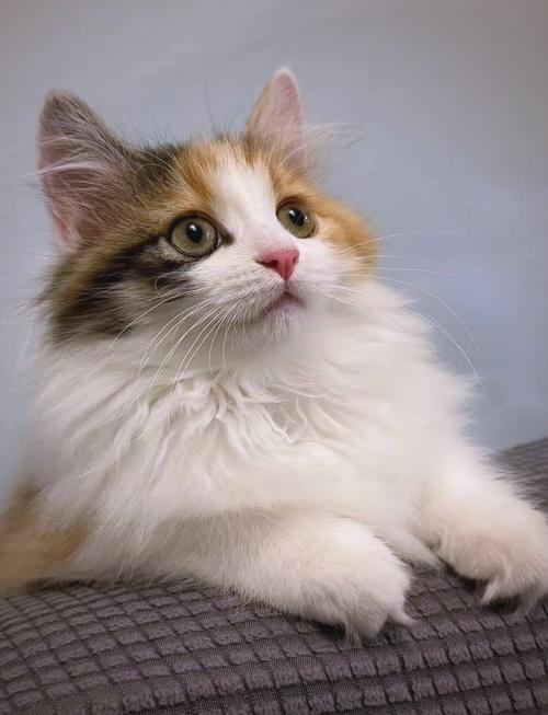 三花猫择偶高,颜值也重要(三花色布偶猫图片) 三花猫择偶高,颜值也重要(三花色布偶猫图片)