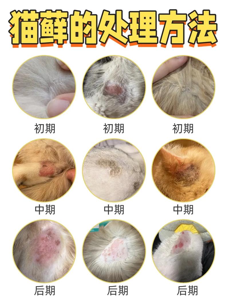 脱毛红痒要当心,及时就医防传染(猫癣是什么样的图片) 脱毛红痒要当心,及时就医防传染(猫癣是什么样的图片)