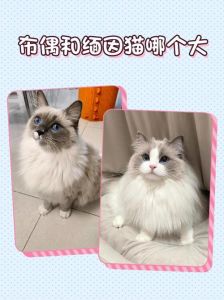 源于杂交，温顺迷人（布偶是什么猫和什么猫繁衍的）