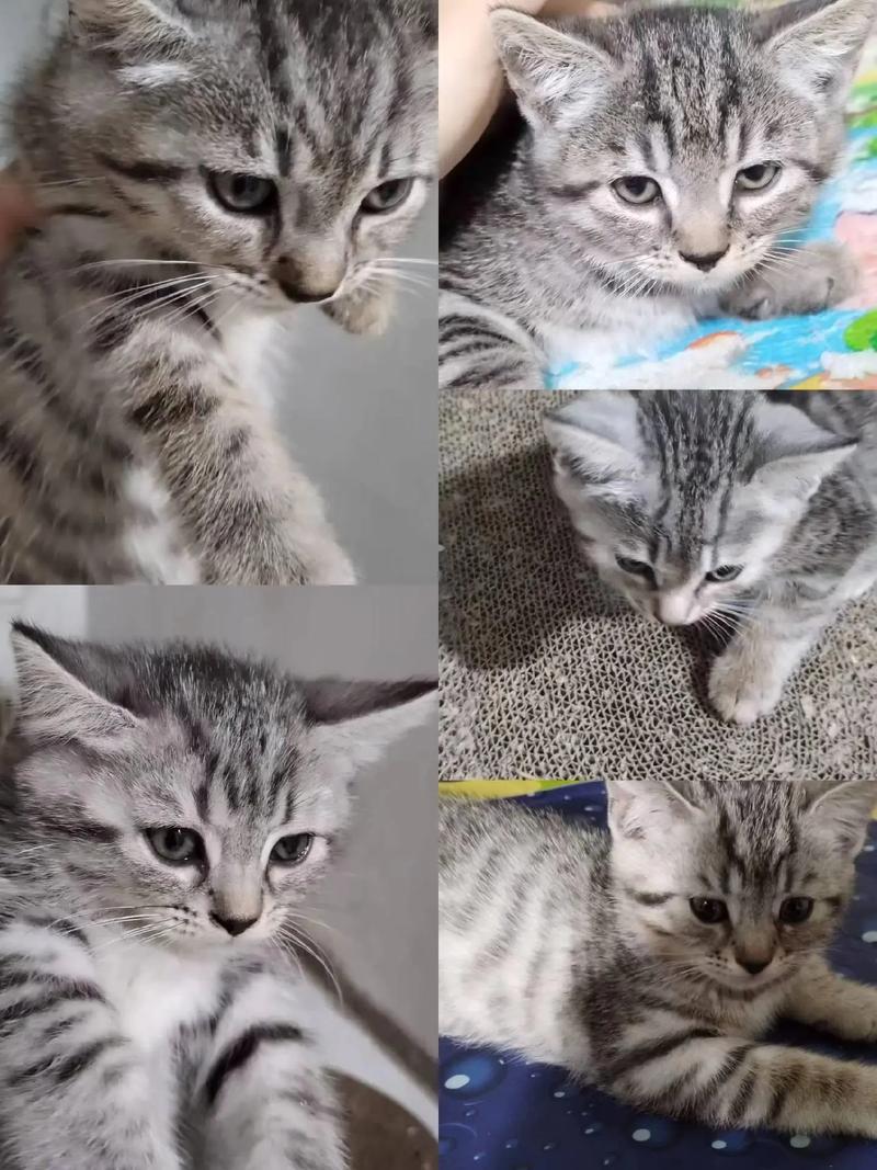 串串与品种猫怎么选?(猫串串最不值钱的颜色) 串串与品种猫怎么选?(猫串串最不值钱的颜色)
