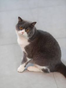 英短猫咪品种多，各有特色受喜爱（猫咪英短品种）