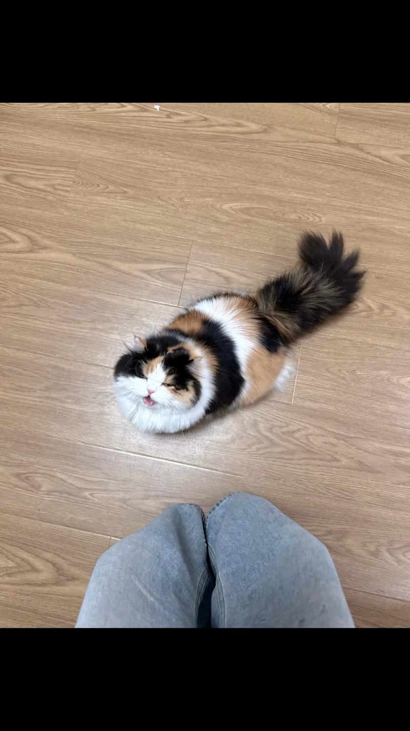 特殊照顾的小可爱(三花矮脚猫是什么猫) 特殊照顾的小可爱(三花矮脚猫是什么猫)