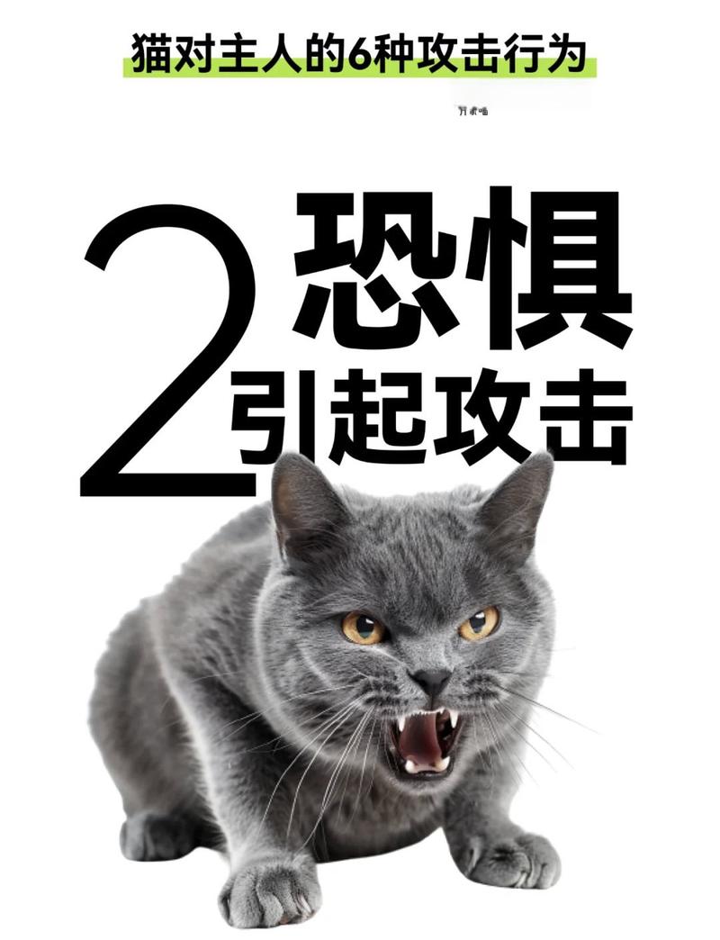 猫咪攻击人原因及应对方法(宠物猫为什么攻击人) 猫咪攻击人原因及应对方法(宠物猫为什么攻击人)