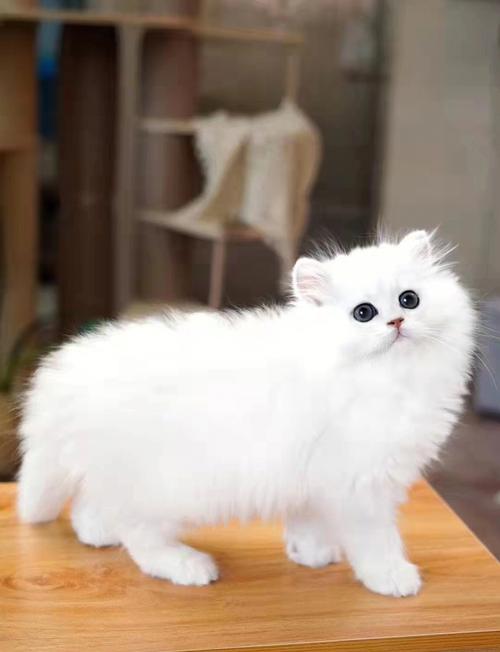 优雅高贵小猫咪（纯种金吉拉猫图片）