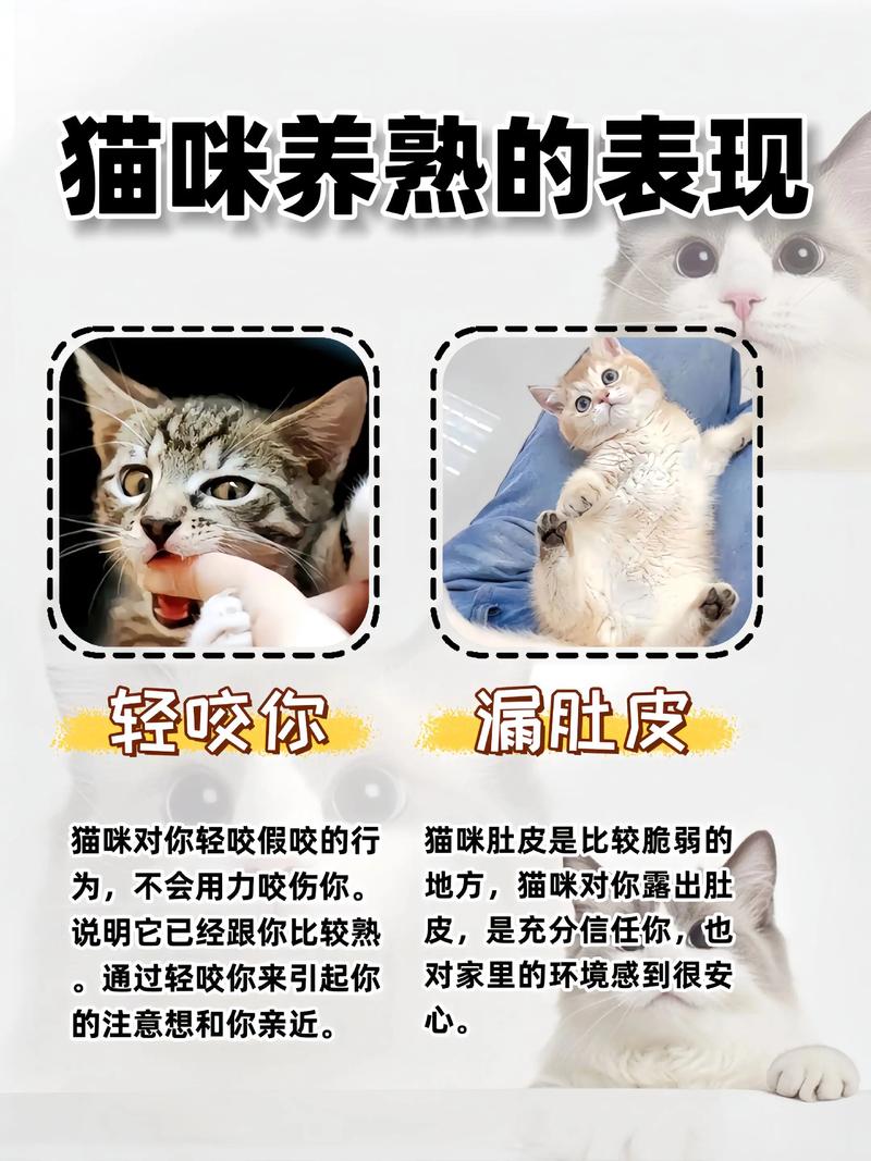 养不熟猫咪怎么办?耐心赢得信任(猫咪养不熟的表现) 养不熟猫咪怎么办?耐心赢得信任(猫咪养不熟的表现)