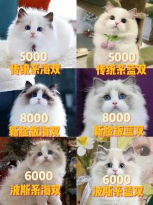 猫咪怀孕要多久？注意事项全知道！（布偶猫孕期多少天）
