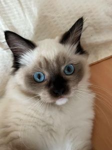 布偶肠胃敏感？科学喂养保健康！（tik tok网红布偶猫）