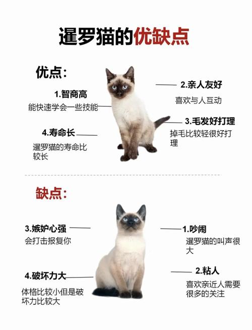 暹罗猫黏人蓝猫独立,狸花猫后代性格多样遗传复杂(狸花猫暹罗猫蓝猫的优缺点) 暹罗猫黏人蓝猫独立,狸花猫后代性格多样遗传复杂(狸花猫暹罗猫蓝猫的优缺点)