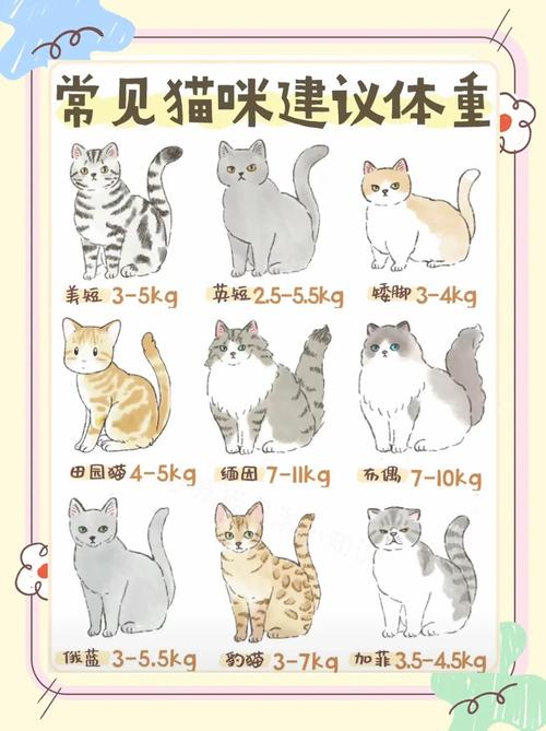 布偶猫体重对照表,8-10公斤是正常范围(布偶猫体重对照表) 布偶猫体重对照表,8-10公斤是正常范围(布偶猫体重对照表)