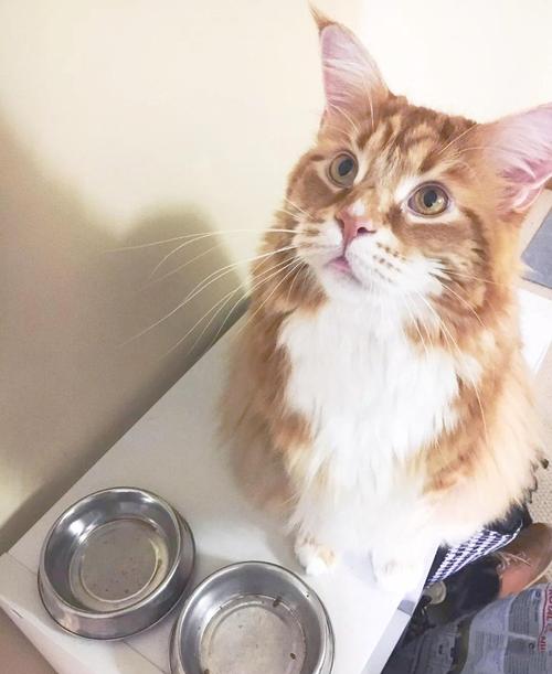 墨尔本橘猫Omar成世界最长寿家猫,性格温顺,与牧羊犬和谐相处(橘猫缅因串图片) 墨尔本橘猫Omar成世界最长寿家猫,性格温顺,与牧羊犬和谐相处(橘猫缅因串图片)