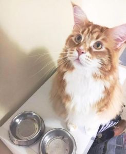墨尔本橘猫Omar成世界最长寿家猫，性格温顺，与牧羊犬和谐相处（橘猫缅因串图片）
