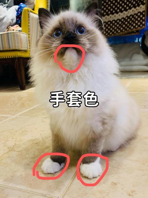手套和重点色布偶猫,外观区别大(手套布偶猫和重点色布偶猫区别) 手套和重点色布偶猫,外观区别大(手套布偶猫和重点色布偶猫区别)