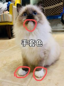 手套和重点色布偶猫，外观区别大（手套布偶猫和重点色布偶猫区别）