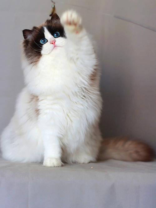 海双蓝双山猫与火焰猫(海双猫赛级标准) 海双蓝双山猫与火焰猫(海双猫赛级标准)