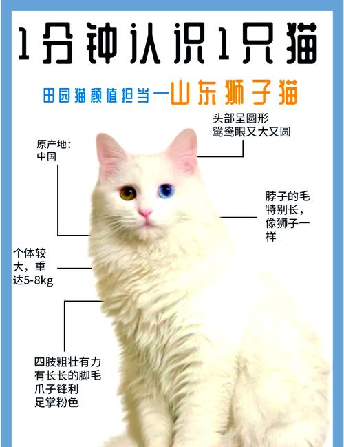 温顺聪明的狮子猫,适合家养,需要陪伴(狮子猫好养活吗) 温顺聪明的狮子猫,适合家养,需要陪伴(狮子猫好养活吗)