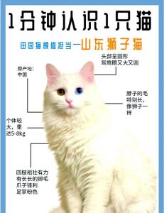 狮子猫领养后快速增重需注意（一岁狮子猫一个月涨了2斤会太快吗）