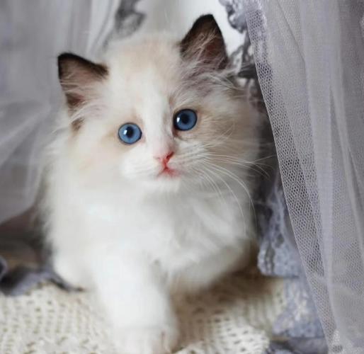 猫咪品种大颜值性格行为全解析(猫布偶图片大全) 猫咪品种大颜值性格行为全解析(猫布偶图片大全)