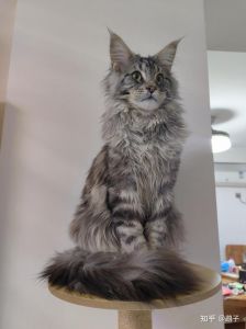 缅因猫比布偶猫贵的原因（幼体缅因猫和布偶猫哪个贵）