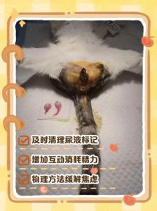 公猫发情嚎叫乱尿怎么办？（公猫发了情了怎么缓解）