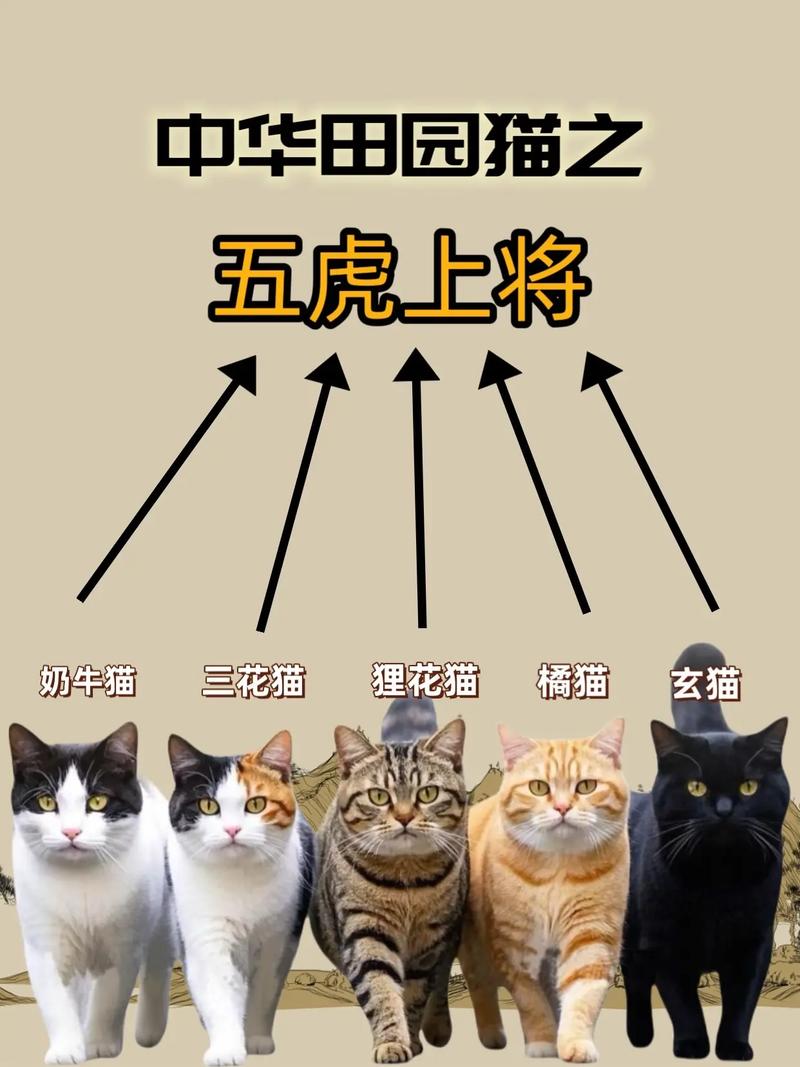 德文卷毛到布偶猫,颜值与喂养要点全知道!(猫眼中猫界颜值排行榜) 德文卷毛到布偶猫,颜值与喂养要点全知道!(猫眼中猫界颜值排行榜)
