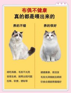 幼猫营养要均衡，科学喂养保健康！（幼猫在成长期吃不好会怎么样）
