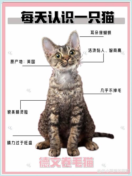 粘人爱玩但需多陪伴(德文猫的优缺点有哪些) 粘人爱玩但需多陪伴(德文猫的优缺点有哪些)