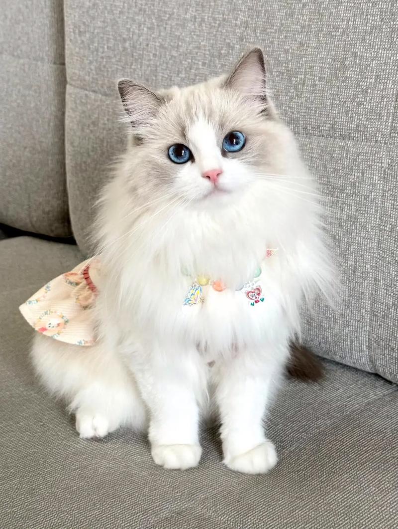 布偶猫发情期怎么办?(布偶几个月开始发猫情) 布偶猫发情期怎么办?(布偶几个月开始发猫情)